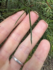 Lysicarpus angustifolius