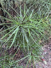 Lysicarpus angustifolius