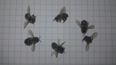 Apis mellifera