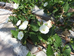 Convolvulus crenatifolius