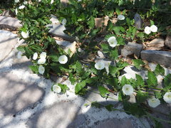 Convolvulus crenatifolius