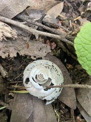Monadenia infumata