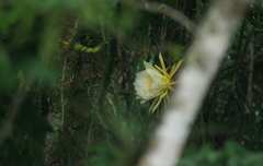 Selenicereus hamatus