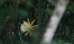 Selenicereus hamatus