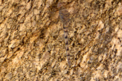 Orthetrum ransonnetii