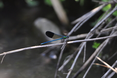 Calopteryx syriaca