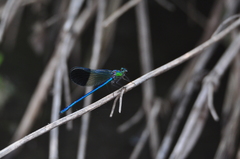 Calopteryx syriaca