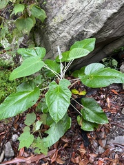 Astrotricha intermedia