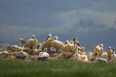 Pelecanus crispus