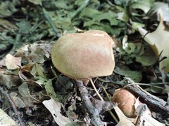 Boletus spadiceus gracilis