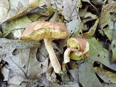 Boletus spadiceus gracilis