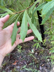 Alectryon diversifolius