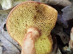 Boletus spadiceus gracilis