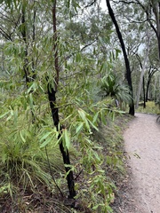 Alectryon diversifolius