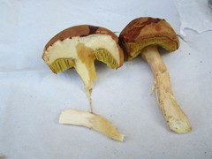 Boletus spadiceus gracilis