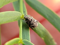 Colecerus marmoratus