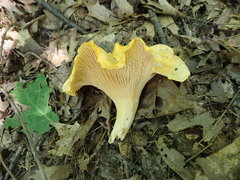 Cantharellus flavus