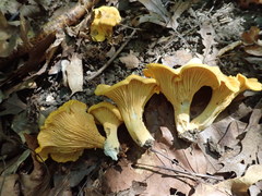 Cantharellus flavus