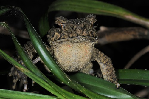 Java Toad, Phrynoidis asper