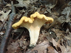 Cantharellus phasmatis