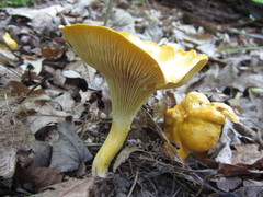 Cantharellus flavus