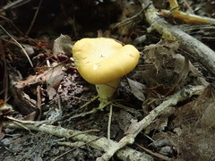 Cantharellus phasmatis
