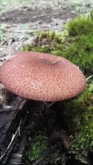 Tricholomopsis rutilans image