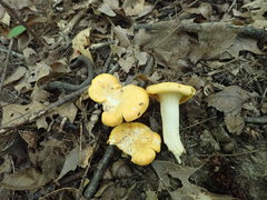 Cantharellus phasmatis