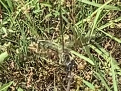 Pachydiplax longipennis