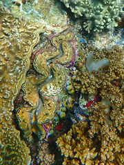 Tridacninae