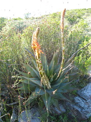 Aloe glauca