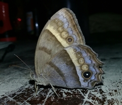 Taygetis asterie