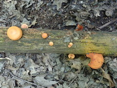 Gymnopilus liquiritiae