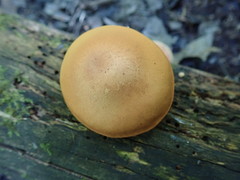 Gymnopilus liquiritiae