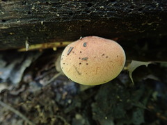 Gymnopilus liquiritiae