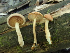 Gymnopilus liquiritiae