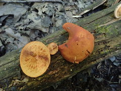 Gymnopilus liquiritiae