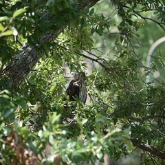 Accipiter cooperii