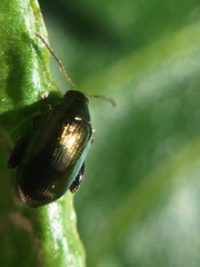 Psylliodes brettinghami