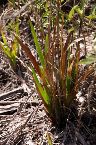 Image of Xyris fimbriata by (c) Eric Knight, some rights reserved (CC BY)