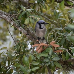 Cyanocitta cristata
