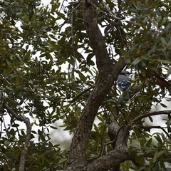 Cyanocitta cristata
