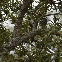 Cyanocitta cristata