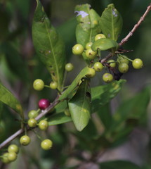 Ixoroideae