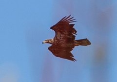 Haliaeetus leucocephalus