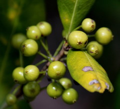 Ixoroideae