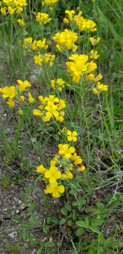 threadleaf bladderpod (Lesquerella angustifolia)