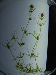 Lamprothamnium australicum