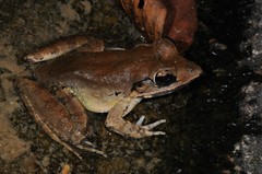 Blyth's Frog photo 3