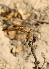 Crocothemis